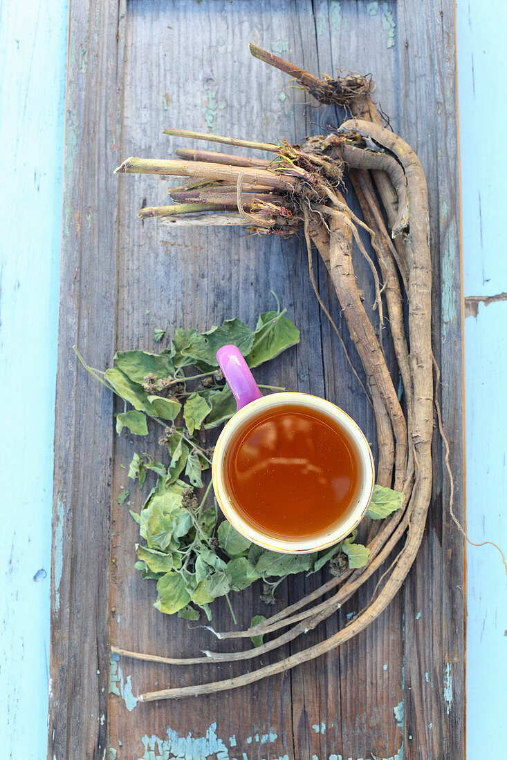 Marshmallow tea for the respiratory system