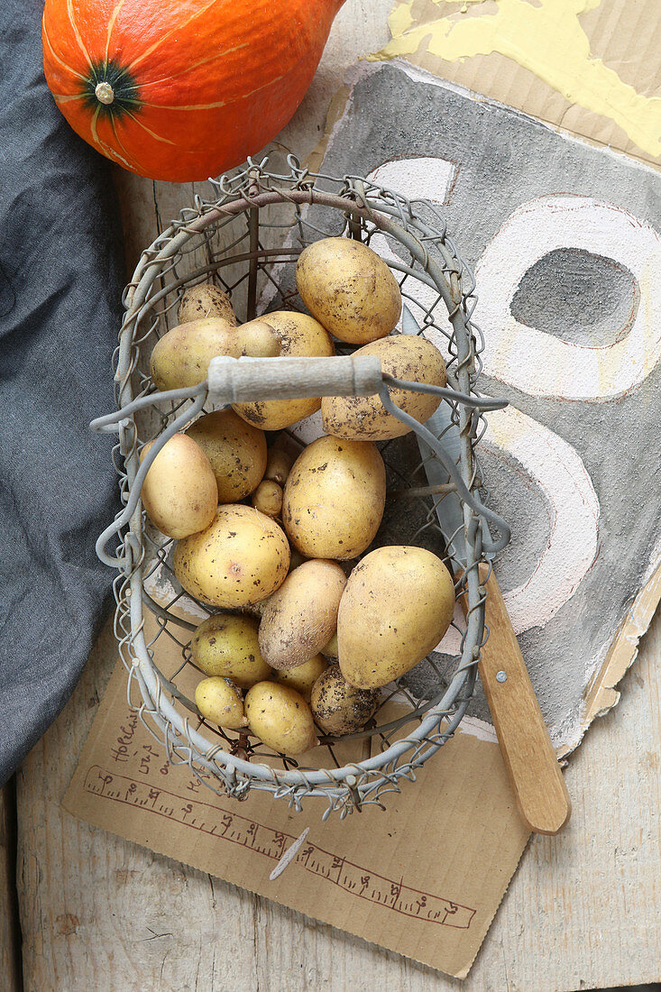 Freshly harvested potatoes in a wire basket