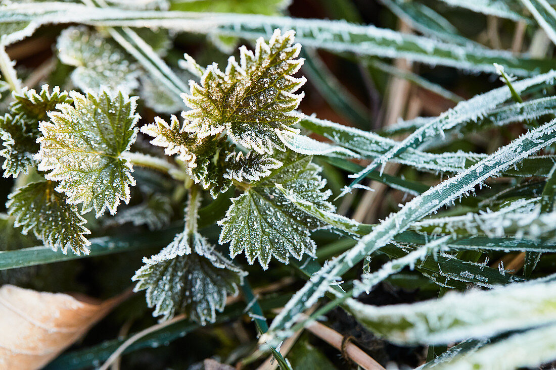Nettle and grass with hoarfrost