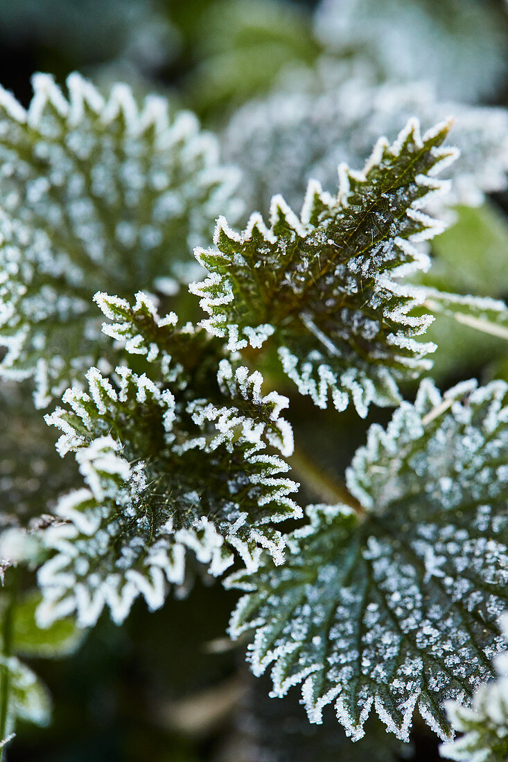 Nettle with hoarfrost