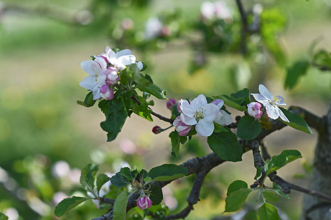 Apple blossom