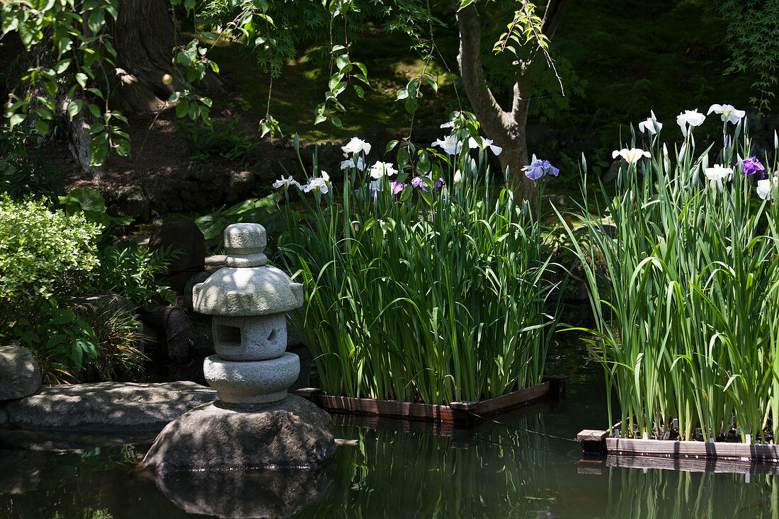 Japanese marsh with iris in the pond