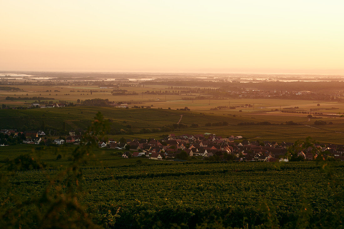 Countryside in wine-growing region around Colmar in Alsace (France)