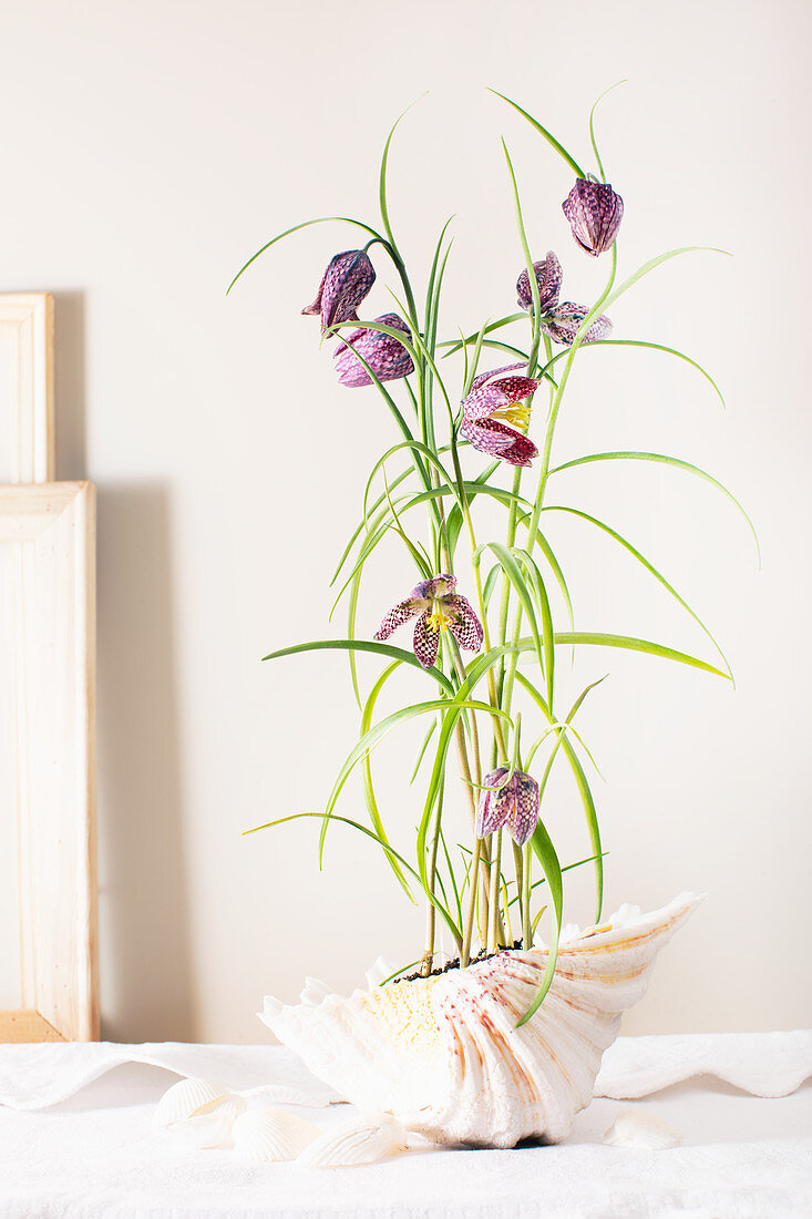 Snake's head fritillaries planted in shell