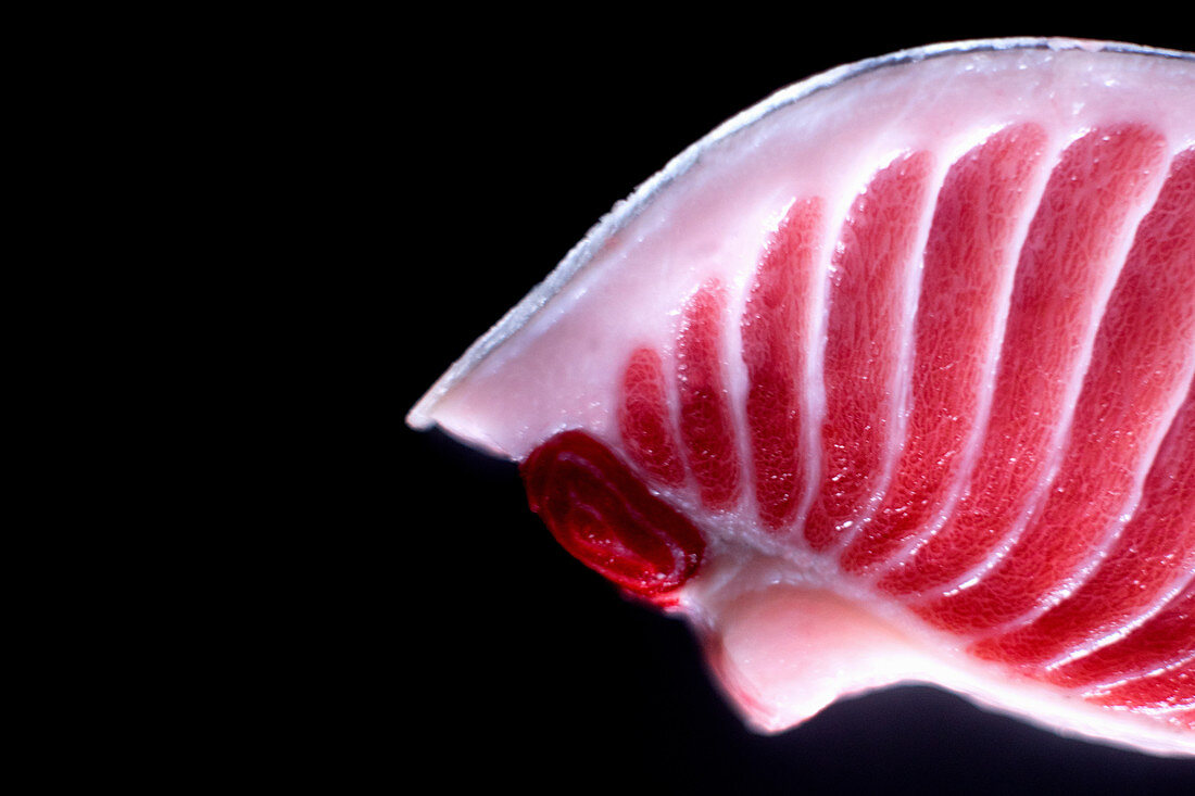 Detail tunfish belly