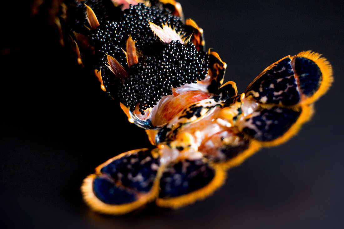Detail eines Hummerbauches mit Kaviar