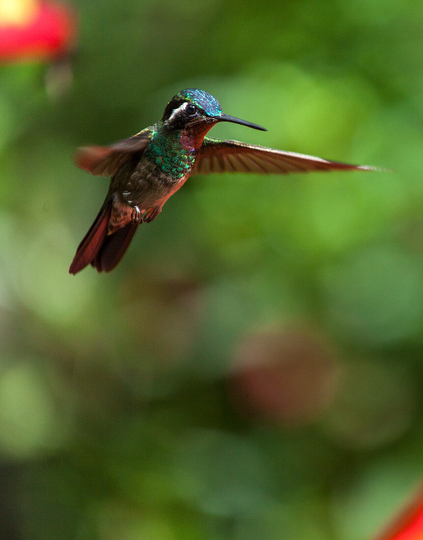 A hummingbird in Selvatura Park, Monteverde, Costa Rica, Central America