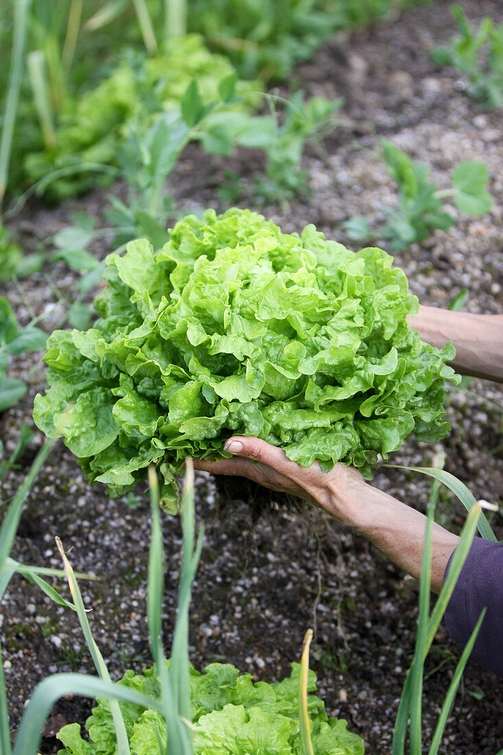 Lettuce with roots attached, being harvested from a garden bed