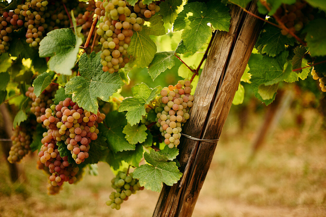 Grapes on a vine in a vineyard in Alsace
