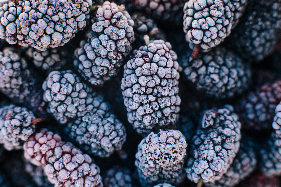 Frozen mulberries (full frame)