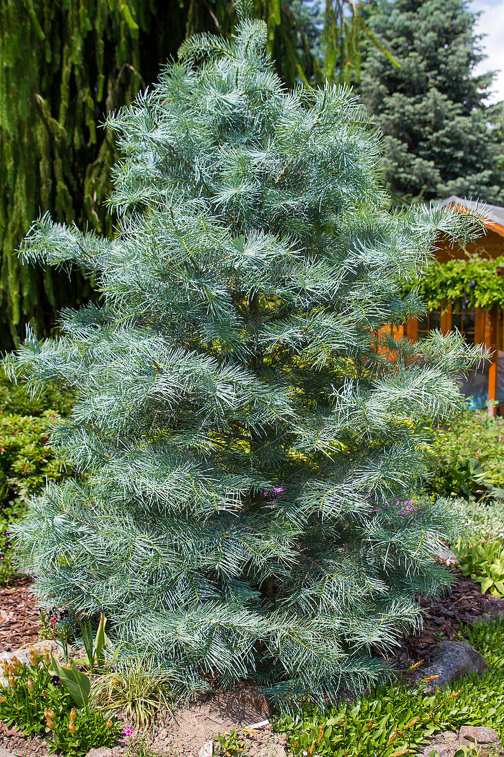 Colorado fir also called gray fir