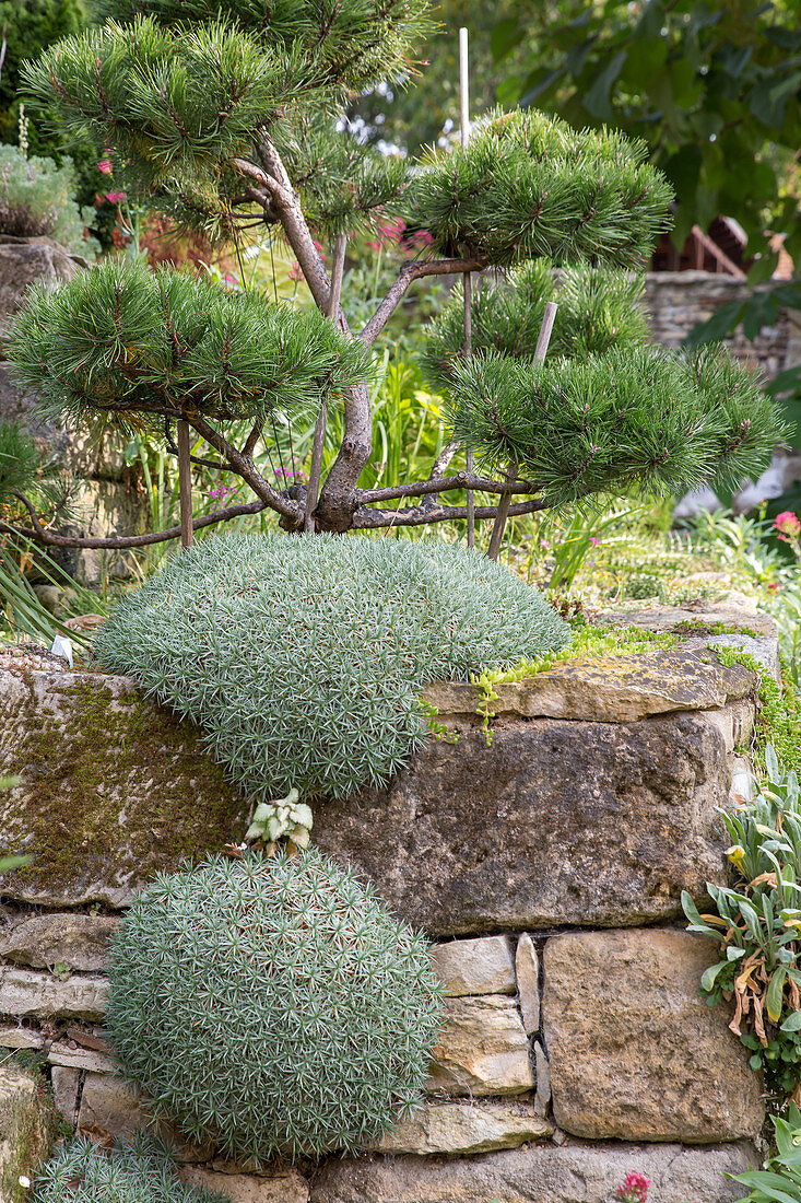 sweet william, prickly thrift, and pruned pine on a drystone wall