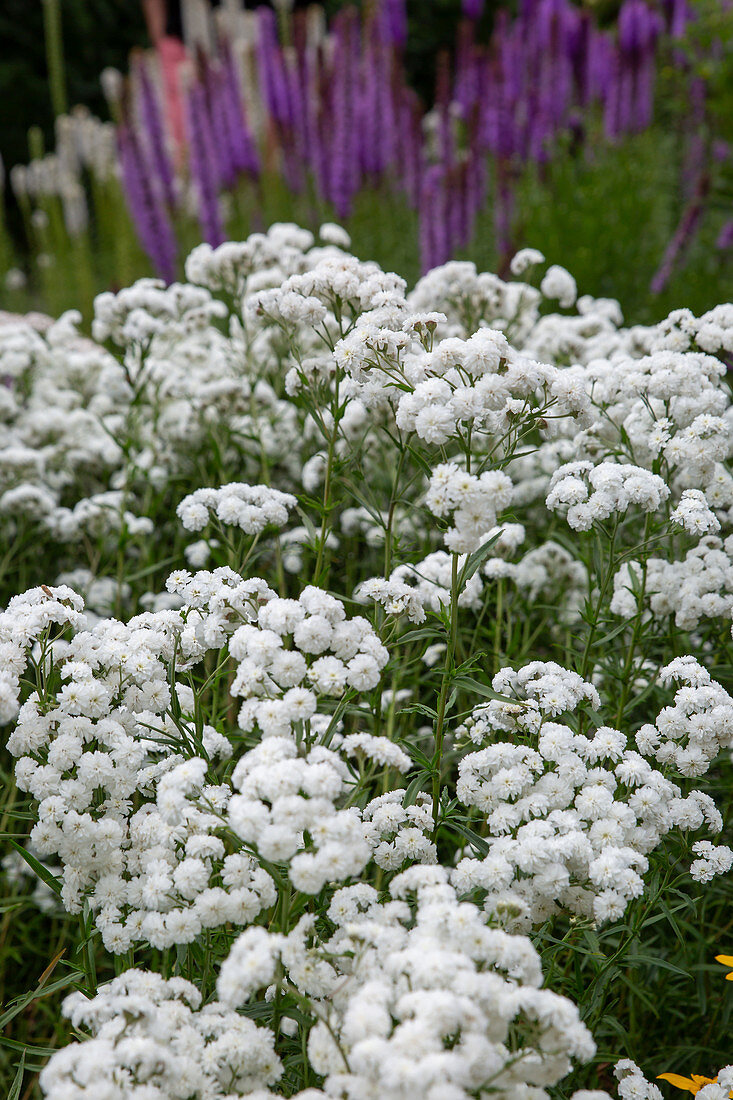 sneezeweed (Achillea ptarmica) 'Snowball'