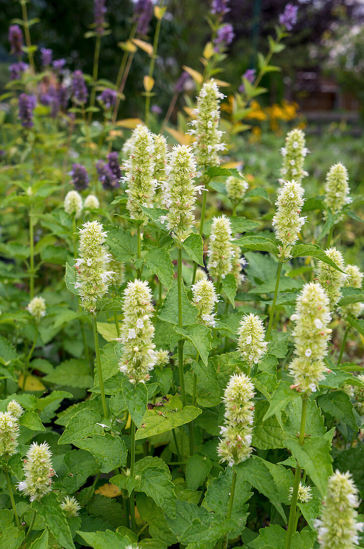 White flowering anisysop 'Alba', white scented nettle