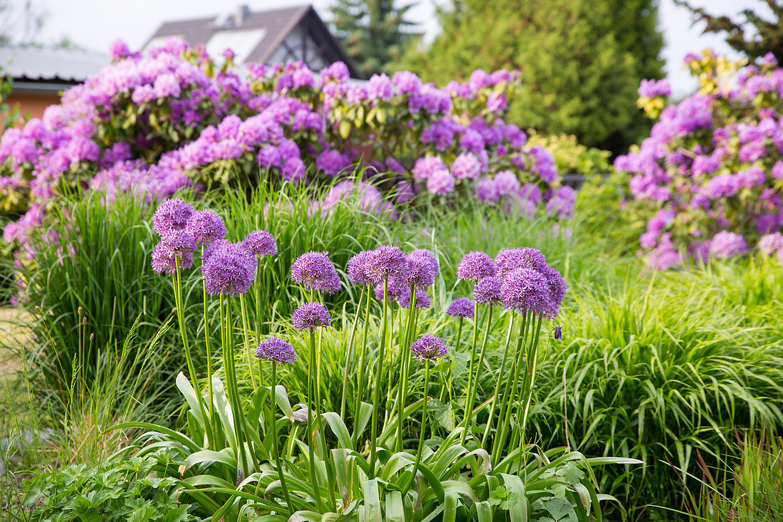 Flower bed with 'Globemaster' Allium and grasses