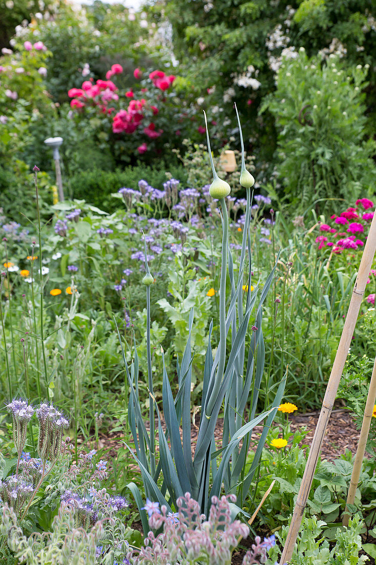 Leek with buds in the bed