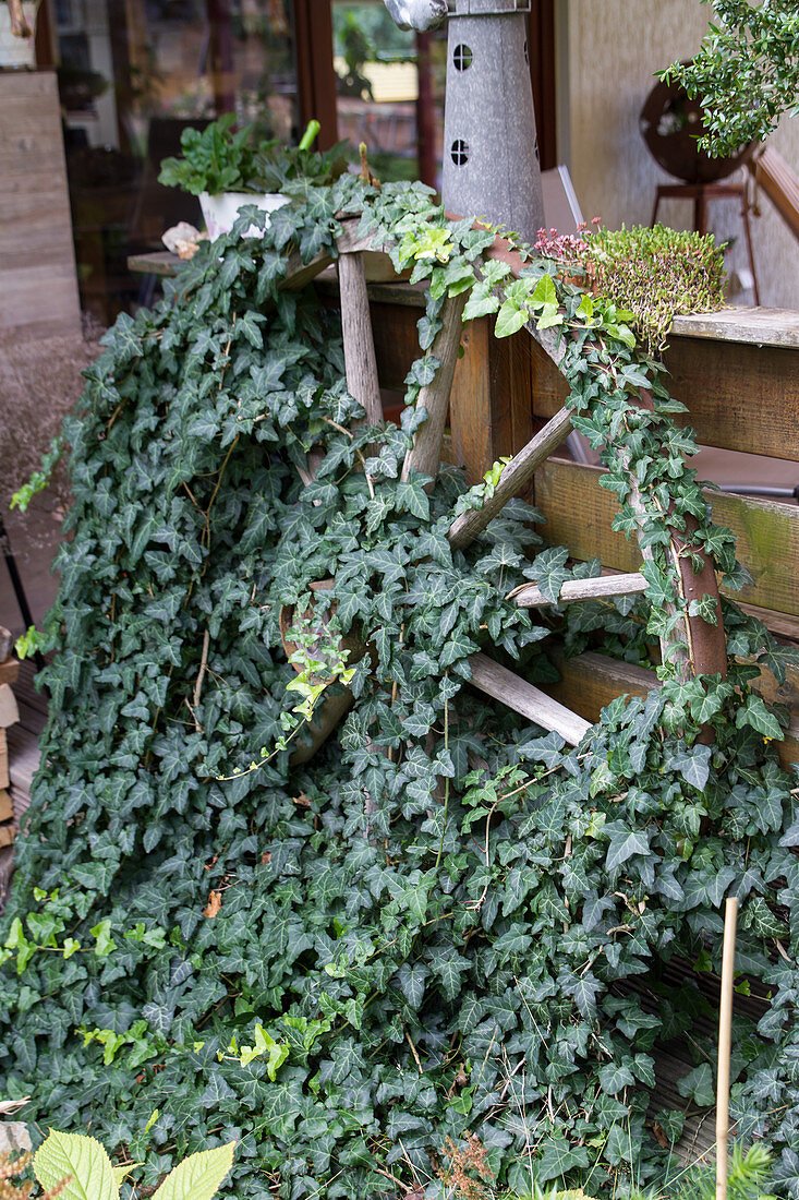 Old wagon wheel overgrown with ivy