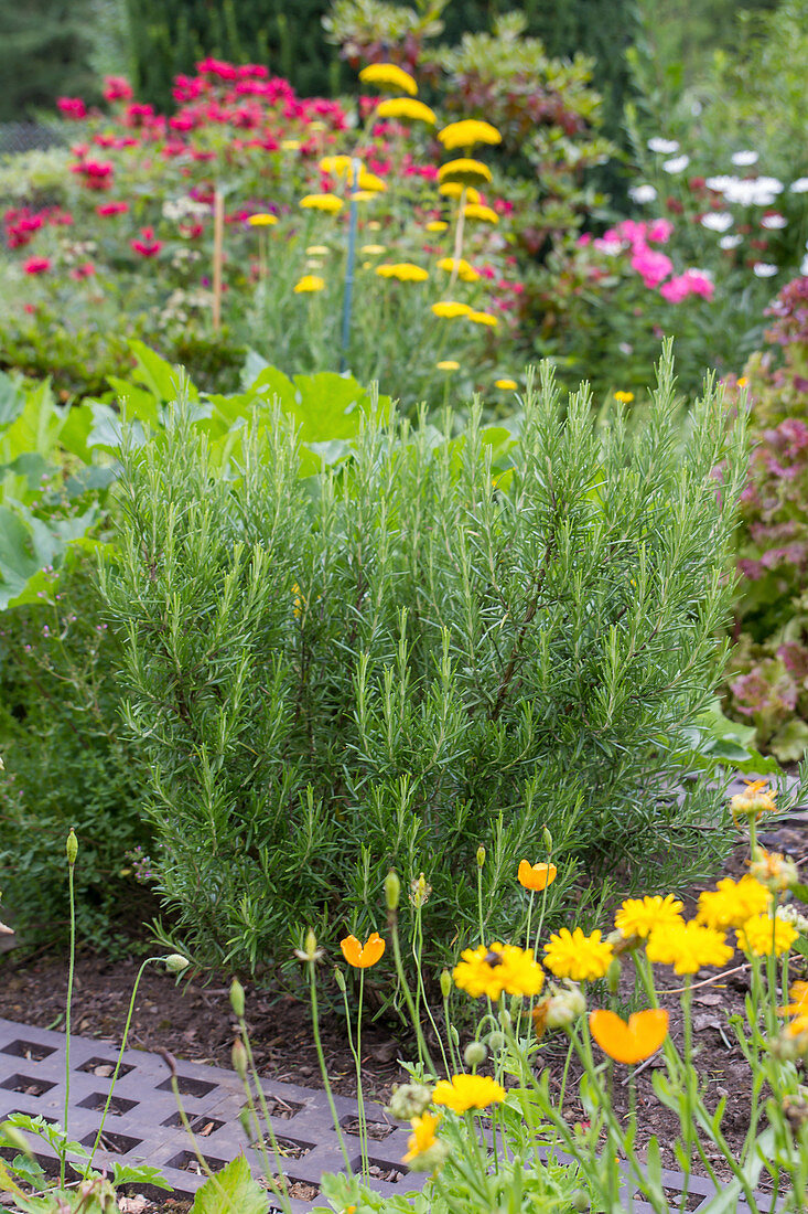 Rosemary in the blooming garden