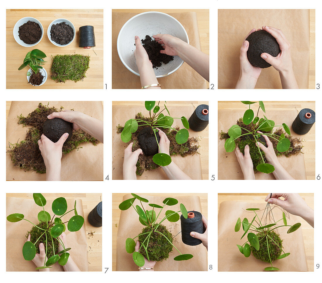 Instruction for making Kokedama (planted moss balls)