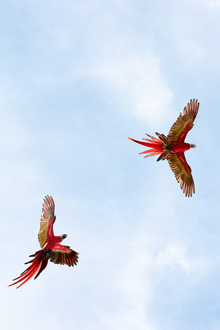 Scarlet macaws flying over Playa Blanca, Osa Peninsula, Costa Rica, Central America