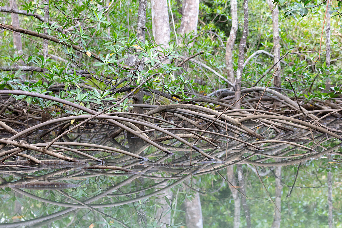 Mangrovenwurzeln ragen in die Luft bei Playa Blanca, Halbinsel Osa, Costa Rica, Zentralamerika, Amerika