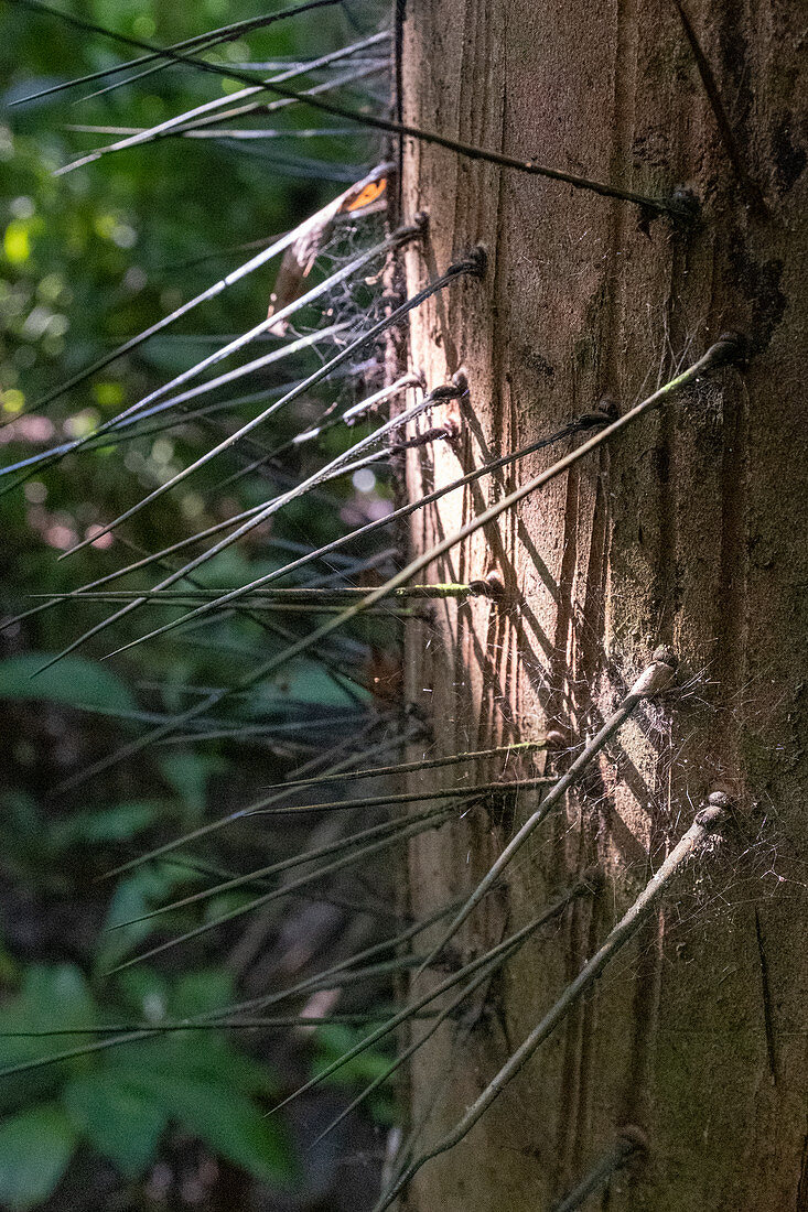 A peach palm with spikes to protect it from hungry caterpillars, Corcovado National Park, Osa Peninsula, Costa Rica, Central America