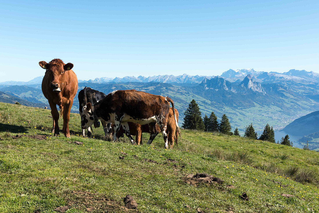 Kühe auf der Weide, im Hintergrund Bergpanorama von der Rigi, Luzern, Schweiz