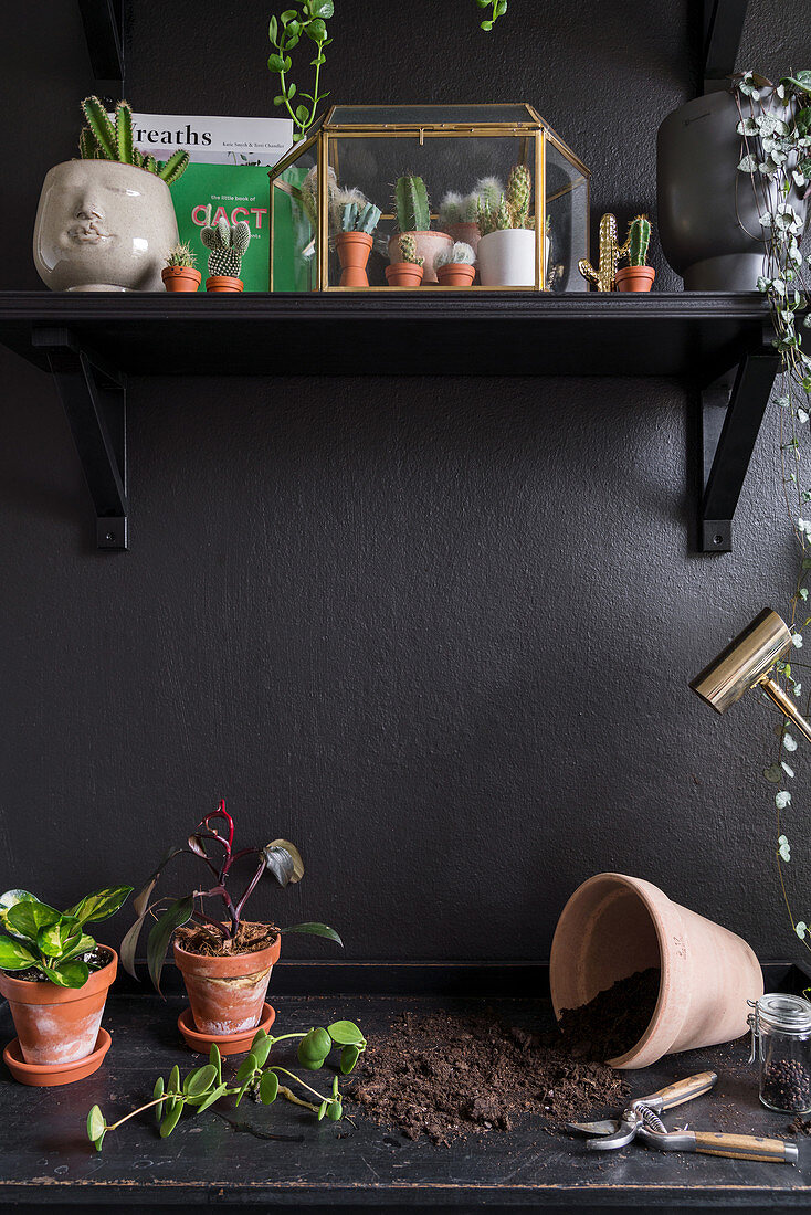 Potting table below miniature cacti on shelf on black wall