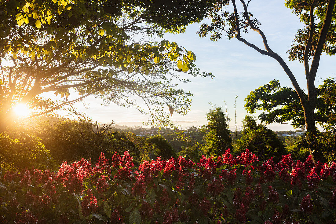 A flowering garden, Costa Rica, Central America
