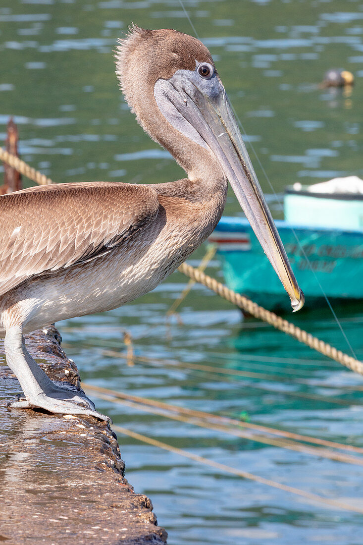 A pelican on the beach at Tambor, Nicoya Peninsula, Costa Rica, Central America
