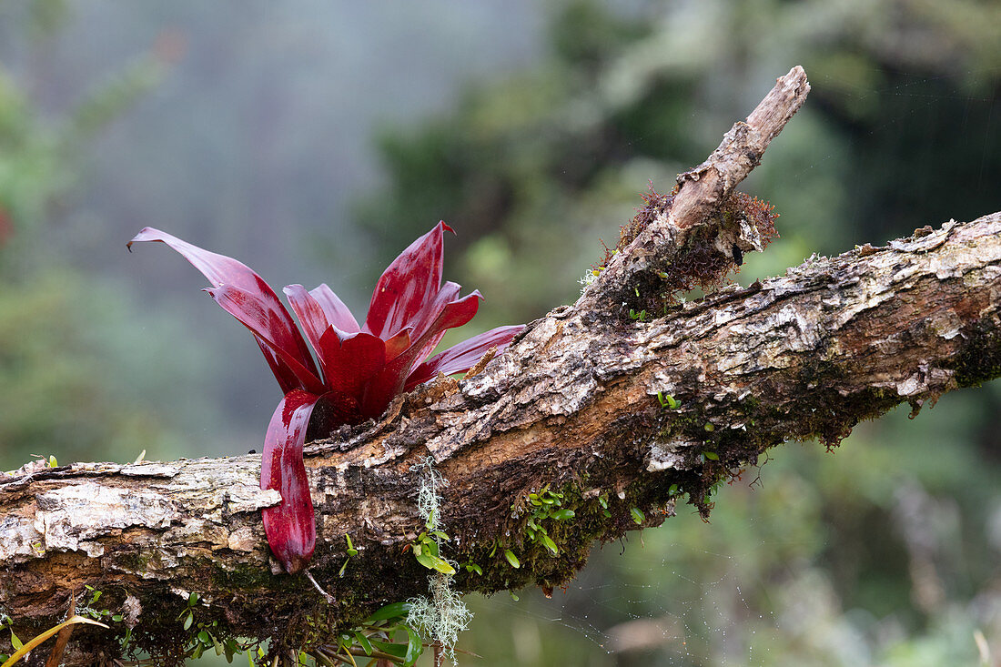 A plant growing on a tree, Los Quetzales National Park, Costa Rica, Central America