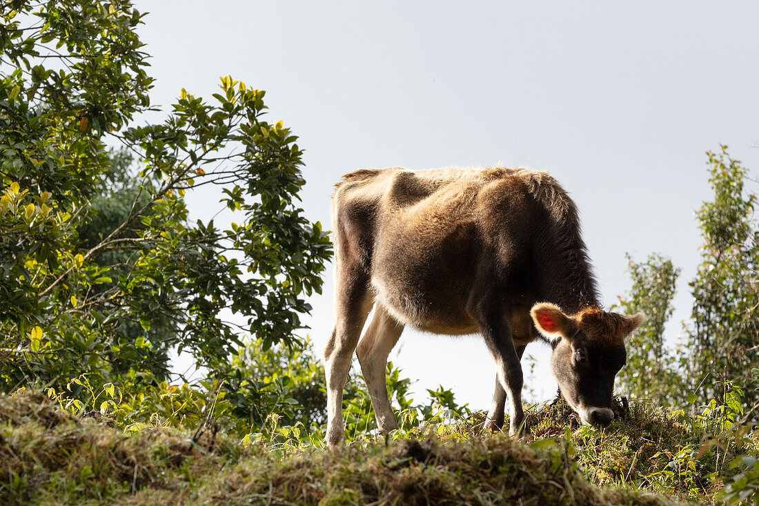 A cow in a field, Los Quetzales National Park, Costa Rica, Central America