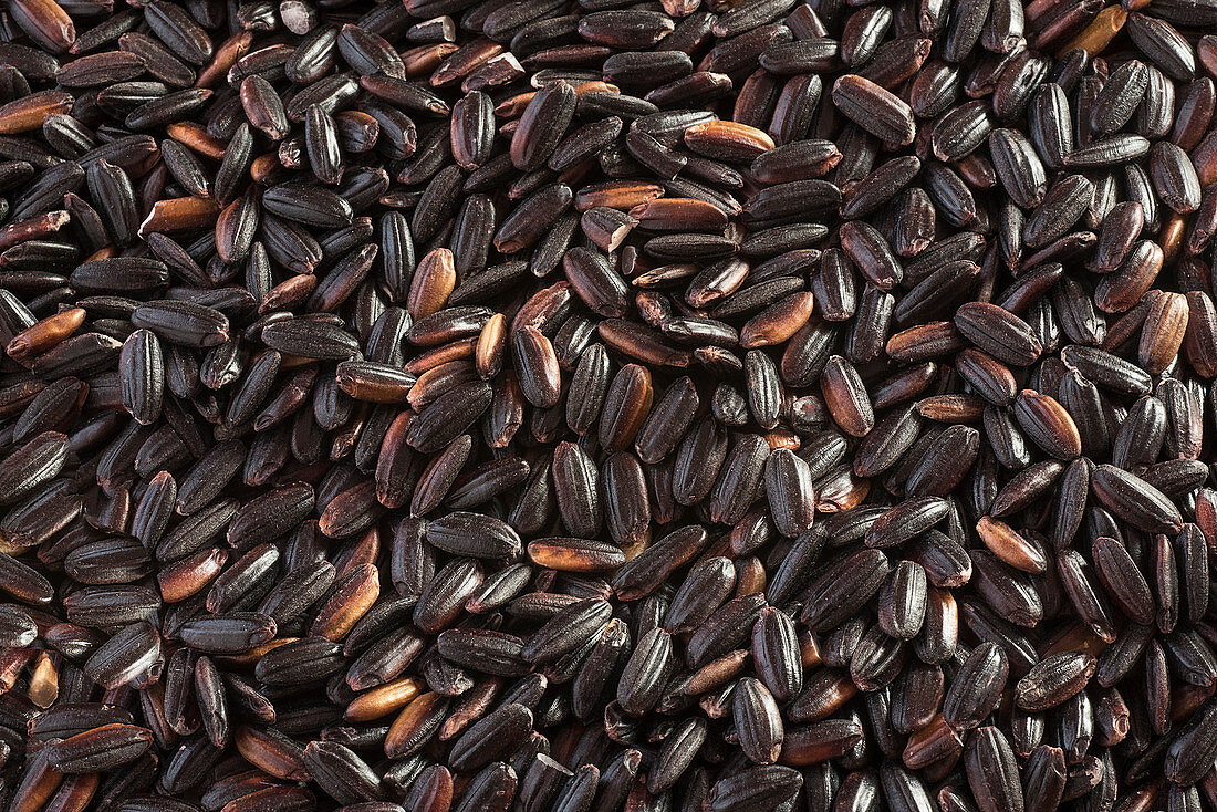 Black venere rice close up