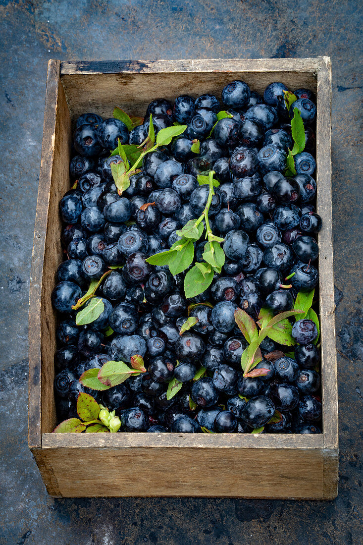 Freshly picked blueberries in a wooden crate