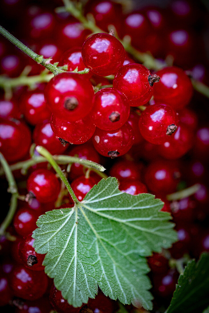 Redcurrants with a leaf (close-up)