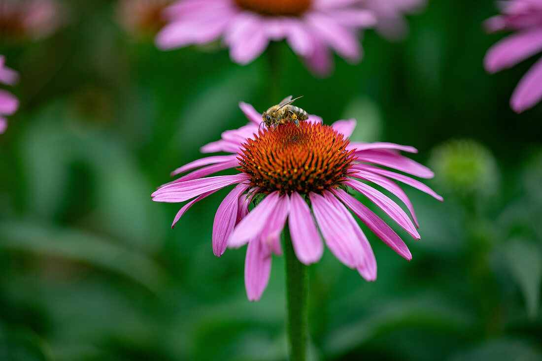 An echinacea flower outside