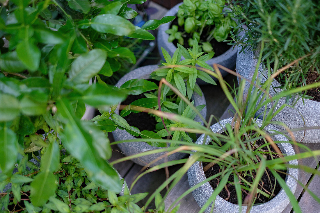 Kräuter in Töpfen auf Terrasse