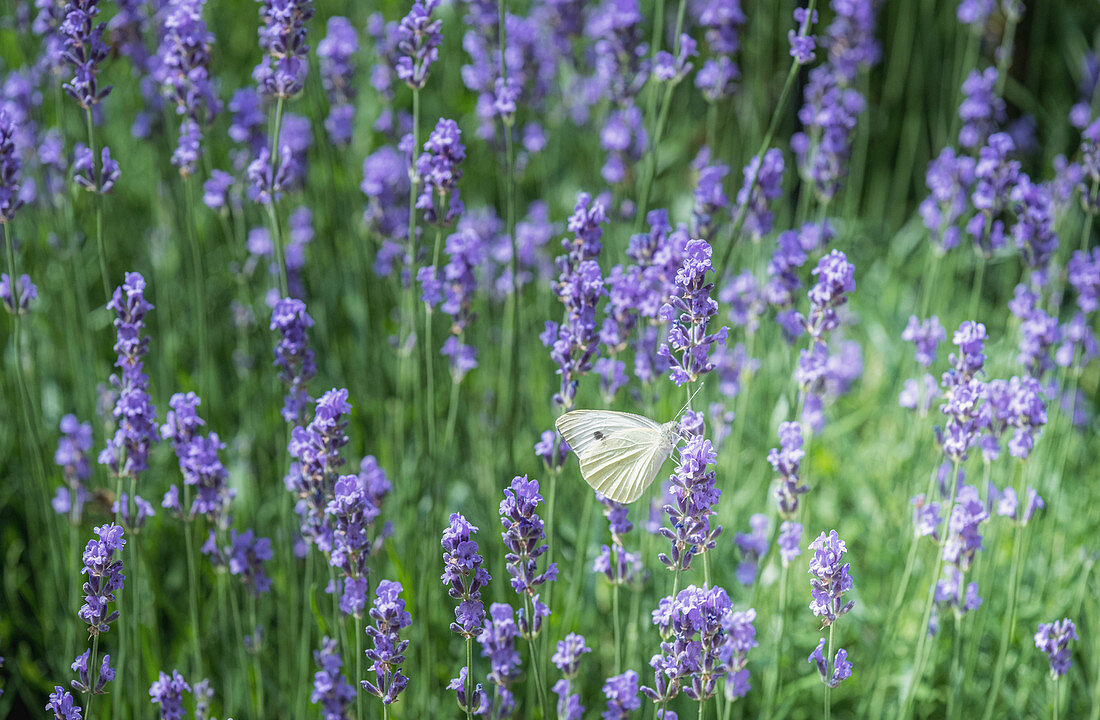 Weißer Schmetterling im Lavendelfeld