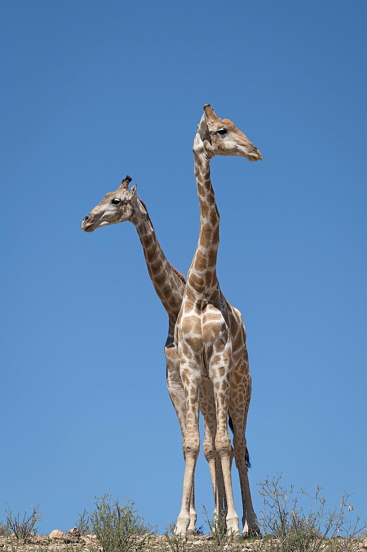 Giraffe in Kgalagadi Transfrontier park