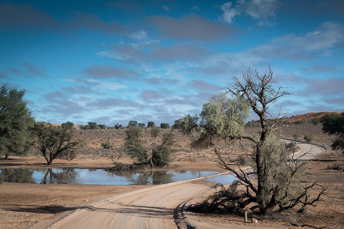 Kalahari after the rains
