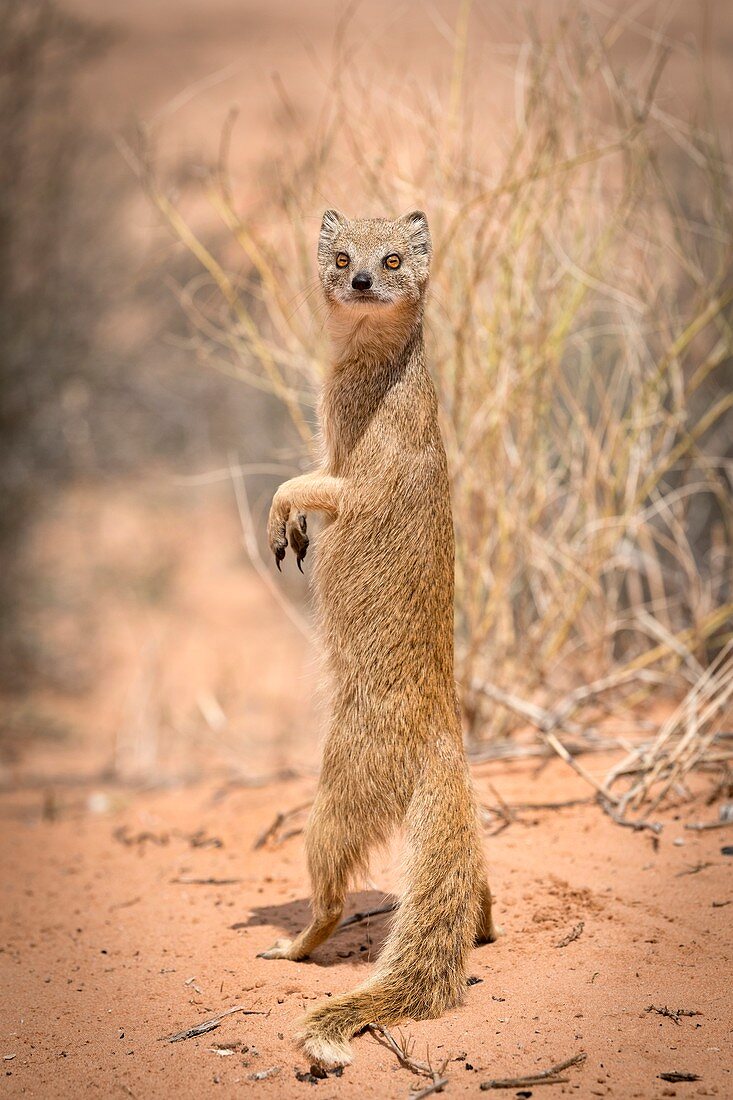 Bipedal yellow mongoose