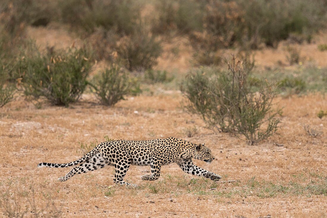 Female leopard stalking