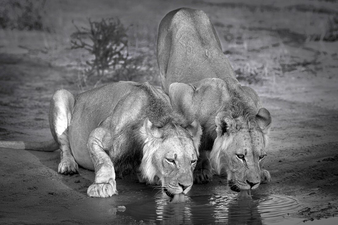 Lion brothers drinking