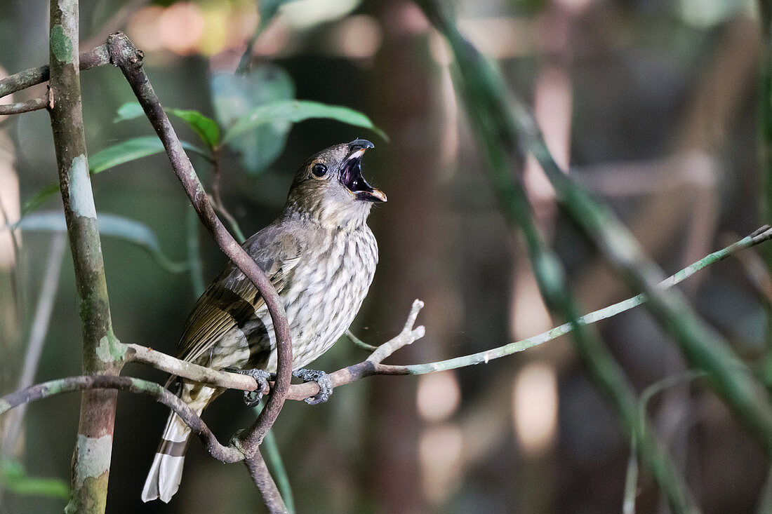 Tooth-billed bowerbird