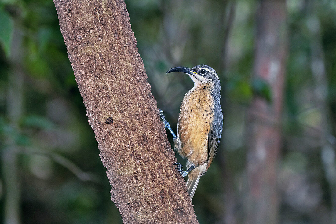 Female Victoria's riflebird