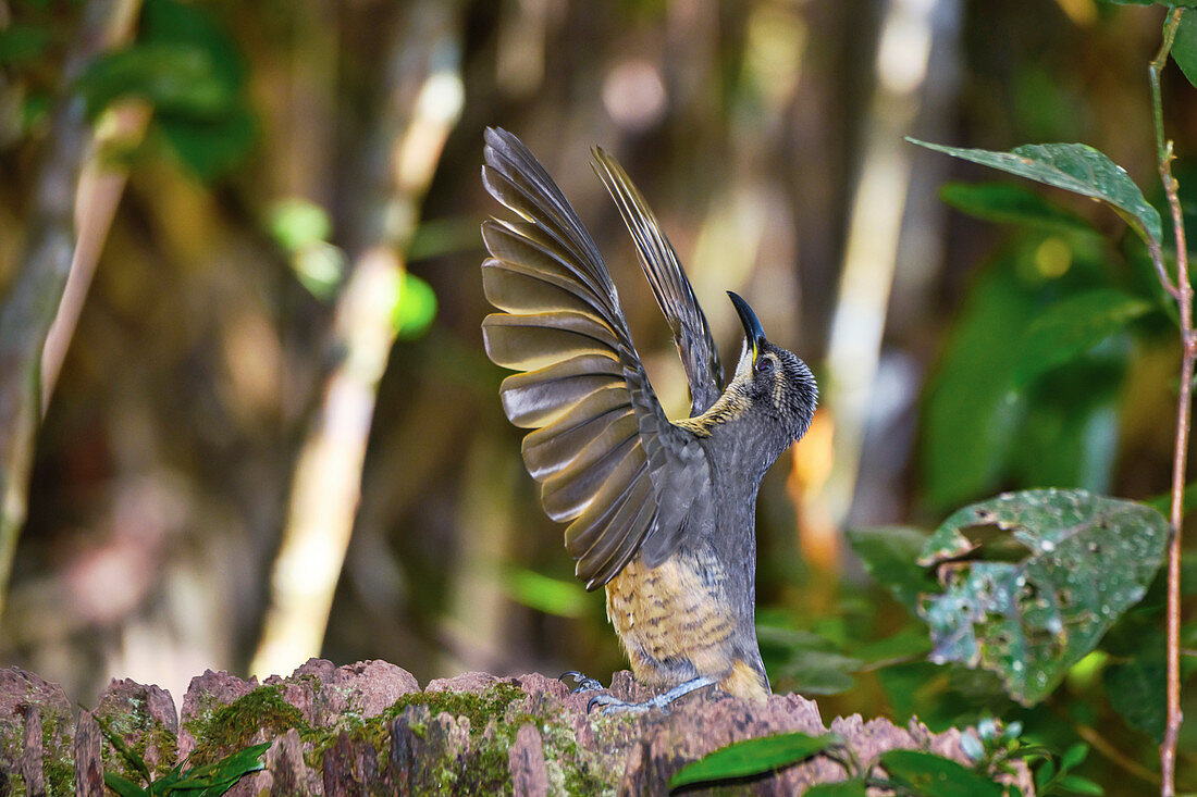 Female Victoria's riflebird during courtship