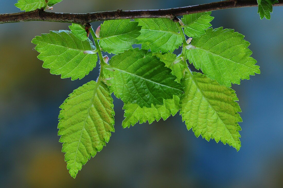 English elm (Ulmus procera)