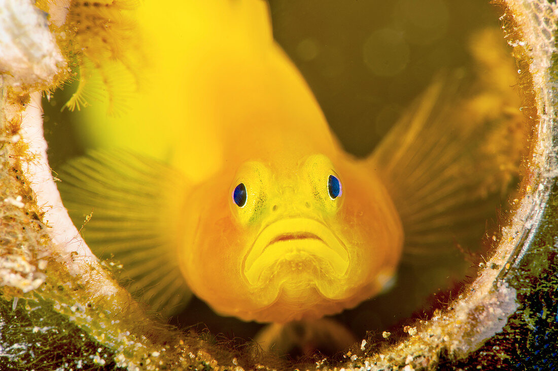Yellow pygmy goby living in beer bottle
