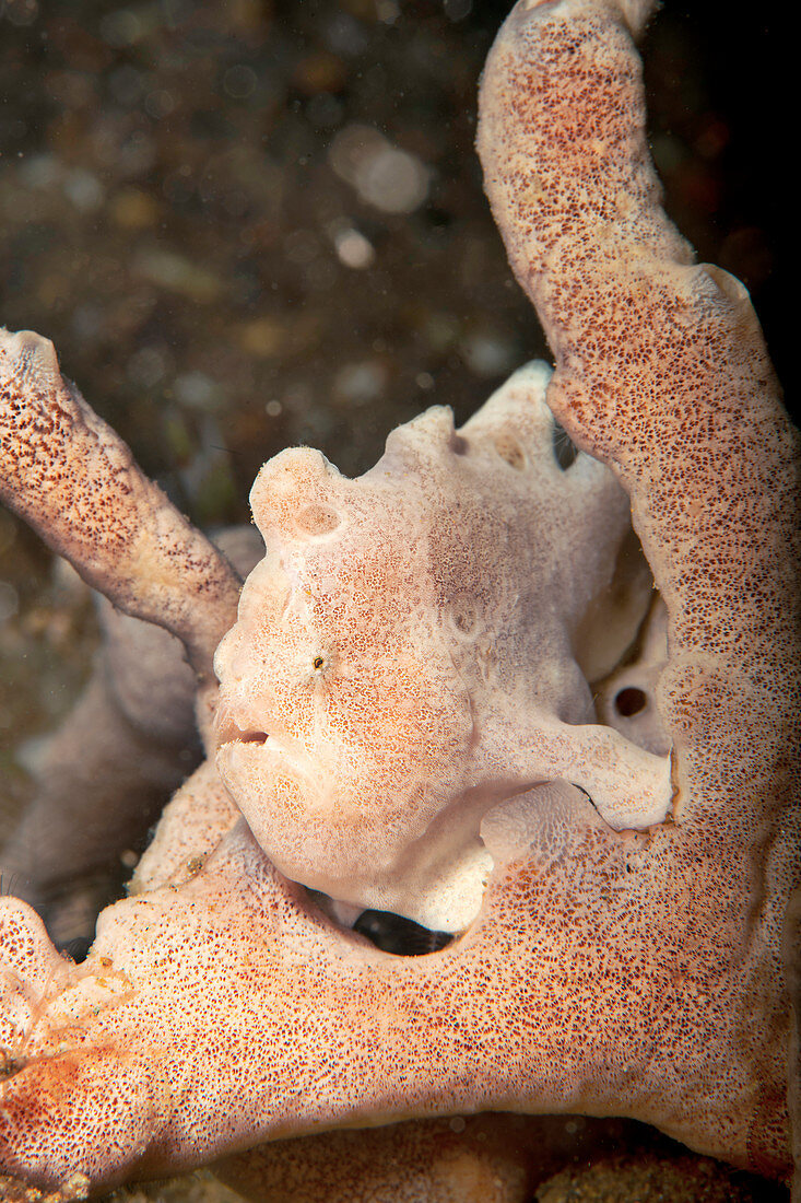 Juvenile giant frogfish