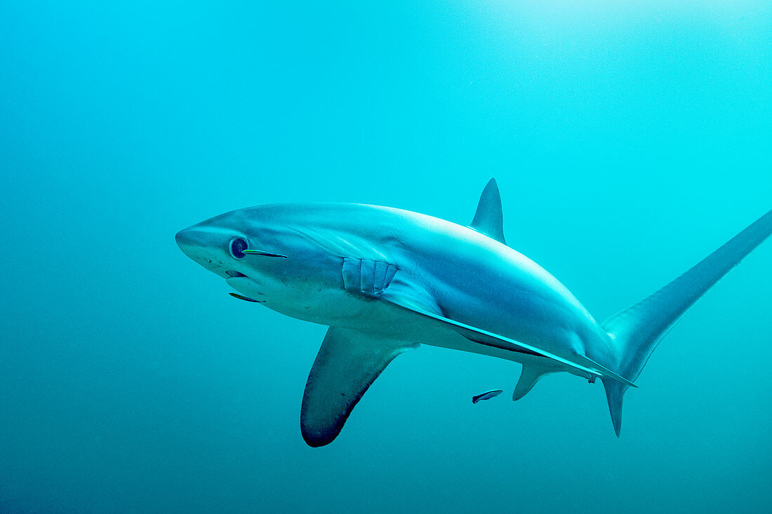 Thresher shark with blue streaked cleaner wrasse